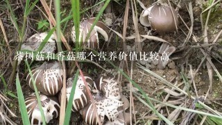 茶树菇和香菇哪个营养价值比较高