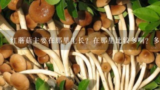 红蘑菇主要在那里生长？在那里比较多啊？多少钱一斤