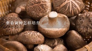 蘑菇菌种怎样培育