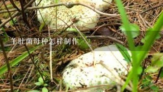 羊肚菌母种怎样制作