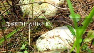 花椒树苗什么时候种植