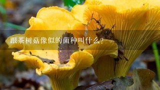 跟茶树菇像似的菌种叫什么？