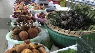 平菇是怎么种植的