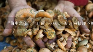 “菌中之王”羊肚菌，600元一斤，为何却不见多少人