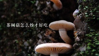 茶树菇怎么炒才好吃