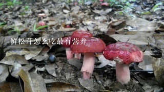 鲜松茸怎么吃最有营养