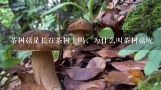 茶树菇是长在茶树上吗，为什么叫茶树菇呢