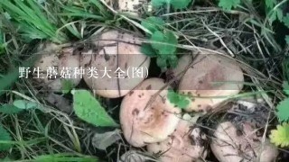 野生蘑菇种类大全(图)