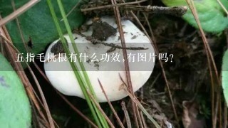 五指毛桃根有什么功效,有图片吗?