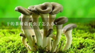 干的茶树菇长虫了怎么办？