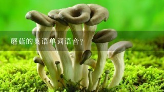 蘑菇的英语单词语音？