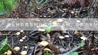 求大神教我茶树菇炖鸡怎么弄啊。要弄出来好吃。汤要鲜。材料要啥子。求帮忙啊。我在此谢过了