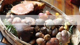 野生菌菇种类图片大全