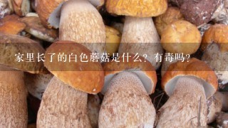 家里长了的白色蘑菇是什么？有毒吗？