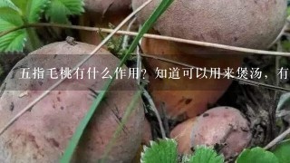 五指毛桃有什么作用？知道可以用来煲汤，有什么功效？