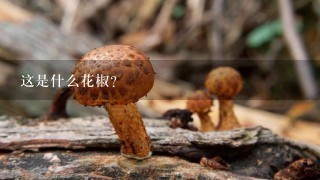 这是什么花椒？