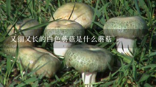 又细又长的白色蘑菇是什么蘑菇