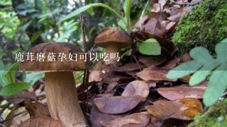 鹿茸磨菇孕妇可以吃吗