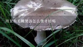 用五指毛桃煲汤怎么煲才好喝