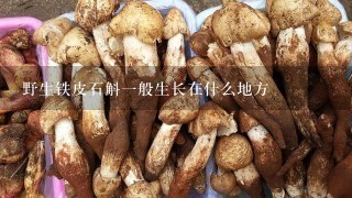 野生铁皮石斛一般生长在什么地方