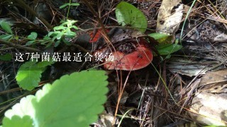 这7种菌菇最适合煲汤