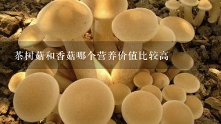 茶树菇和香菇哪个营养价值比较高