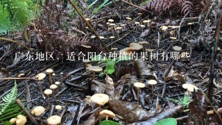 广东地区，适合阳台种植的果树有哪些