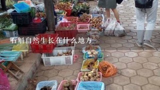 石斛自然生长在什么地方