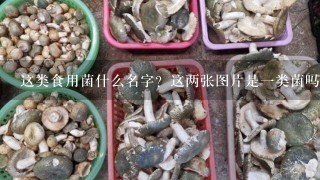 这类食用菌什么名字？这两张图片是一类菌吗？常食用不知其名甚是困惑。请朋友指点？谢谢！