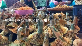 哪些种类的蘑菇不能食用？