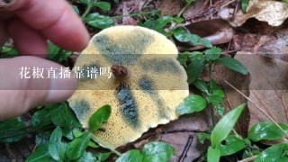 花椒直播靠谱吗