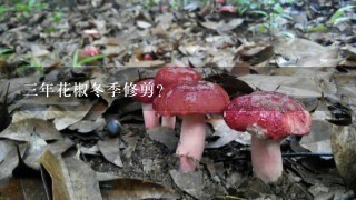 三年花椒冬季修剪？