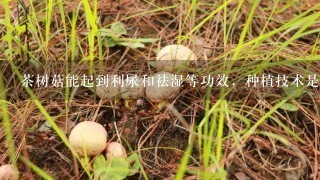 茶树菇能起到利尿和祛湿等功效，种植技术是什么？