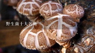 野生菌十大名菌