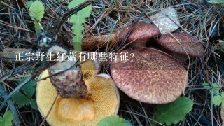正宗野生红菇有哪些特征?