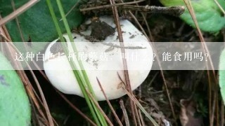 这种白色长杆的蘑菇，叫什么？能食用吗？
