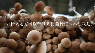去什么地方可以学到茶树菇种植技术？我是云南红河谢谢