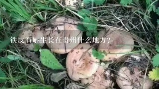 铁皮石斛生长在贵州什么地方?