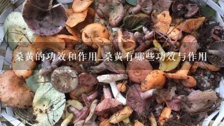 桑黄的功效和作用_桑黄有哪些功效与作用