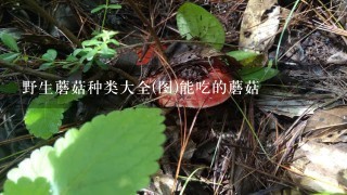 野生蘑菇种类大全(图)能吃的蘑菇