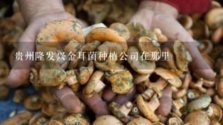 贵州隆发兴金耳菌种植公司在那里