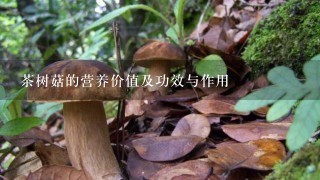 茶树菇的营养价值及功效与作用