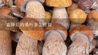 霜降后的桑叶茶怎样做