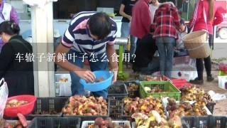 车辙子新鲜叶子怎么食用？