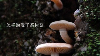 怎样泡发干茶树菇