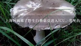 上海阿姨采了野生白蘑菇竟进入ICU，常见的毒蘑菇有哪些？