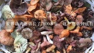 世界最大蘑菇长了2800多年，这个蘑菇到底有多大？