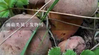 菌菇类属于发物吗