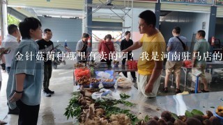 金针菇菌种哪里有卖的啊？我是河南驻马店的，比较急，请帮1下忙