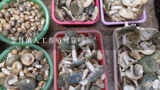 金耳菌人工养殖可靠吗